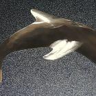 Edelstahl Delfin 28 x 17 cm